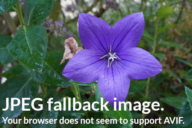 AVIF Image und Fallback auf JPG